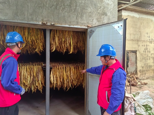 國網(wǎng)會理市供電公司:金葉飄香“趕烤”忙 優(yōu)質服務助增收