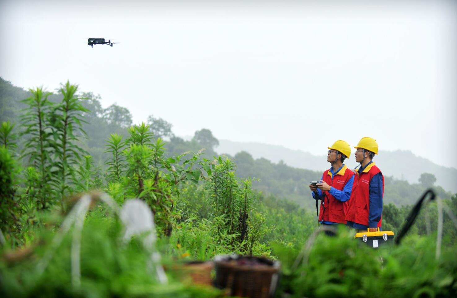 國網(wǎng)余姚市供電公司:澎湃電力讓楊梅下樹就“奔跑”