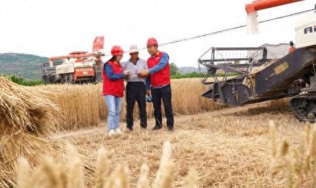 國(guó)網(wǎng)平?jīng)龉╇姽荆猴L(fēng)吹麥浪香滿園 電力護(hù)航保豐年