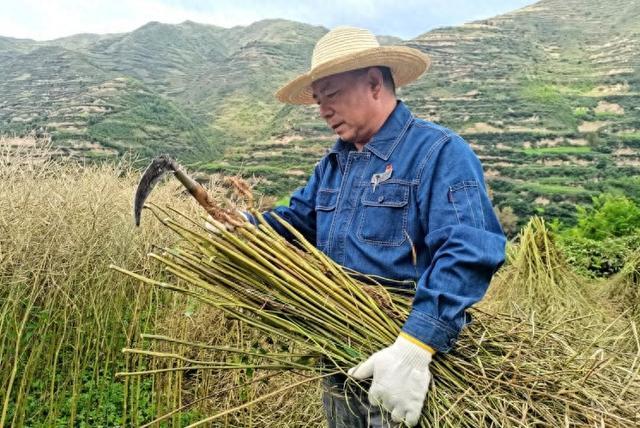 國網禮縣供電公司:油菜豐收 愛心助力